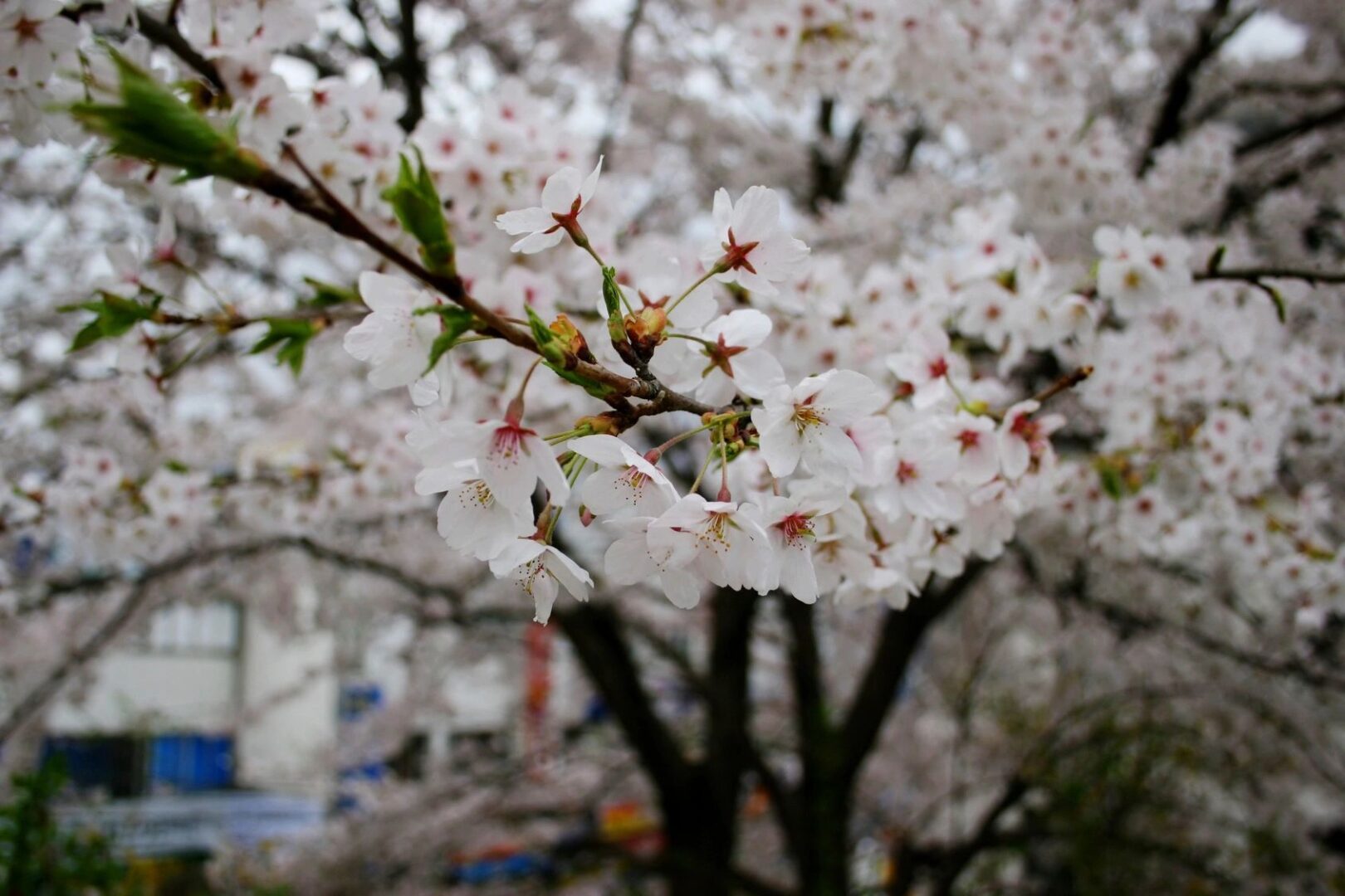 almond blossom.jpg_1673552941